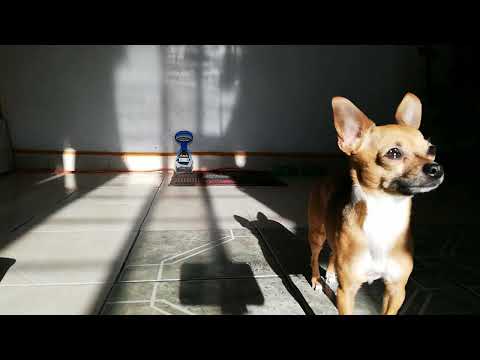 ¿Cómo y en donde acariciar a un perro chihuahua? | Cabeza de venado