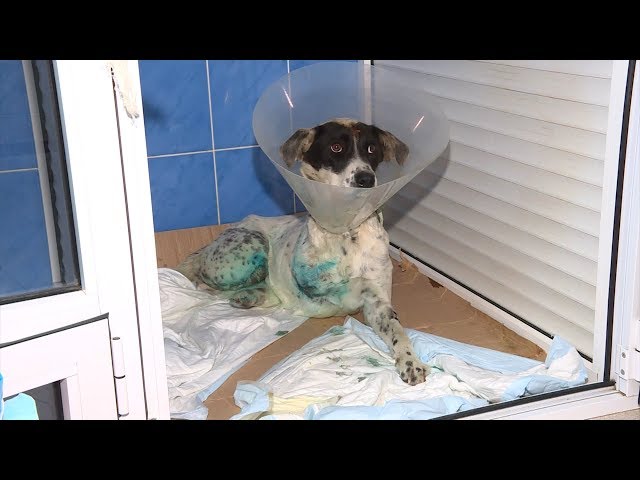 Заботливый хозяин нужен спасенной собаке