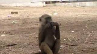 preview picture of video 'Baboons at Mole National Park, Ghana'