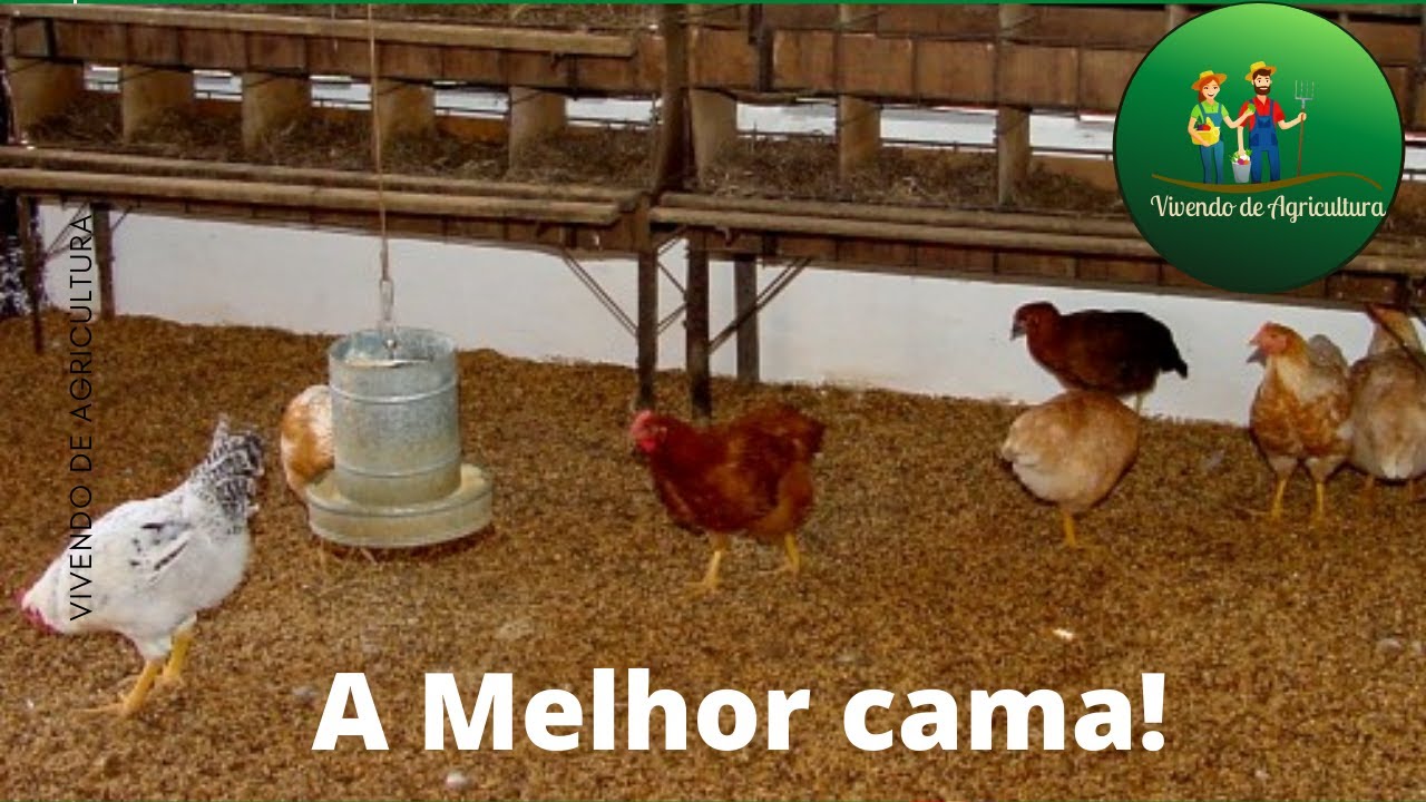 PISO DO GALINHEIRO: Melhor CAMA DE FRANGO e o PREPARO correto!