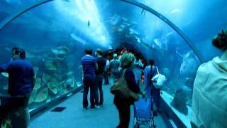 Dubai Mall Aquarium Video