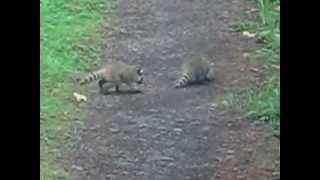 preview picture of video 'Baby Raccoons (Lummi Island, WA)'