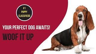 Pets Buying & Selling Online in USA | No 1 Puppy Classifieds | Woof It Up