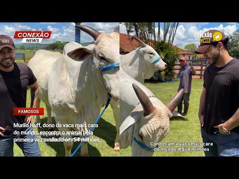 Vídeo: Murilo Huff, dono da vaca mais cara do mundo, encontra o animal pela primeira vez avaliado em 54 milhões.