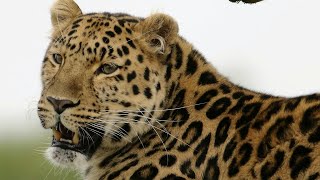 Leopards: Do you know these facts?