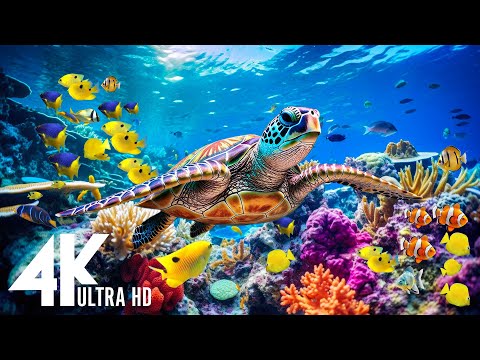 THE DEEP OCEAN | 4K TV ULTRA HD / Full Documentary - Beautiful Coral Reef Fish Video - Stress Relief