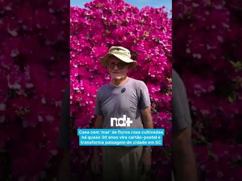 Casa com ‘mar’ de flores rosa cultivadas há quase 30 anos vira cartão-postal de cidade de SC