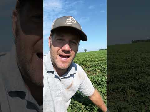 Deer are eating my Peanuts! #farming