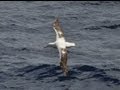 Dynamic Soaring: How the Wandering Albatross ...