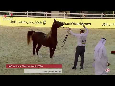 N.252 AL ARYAM SHABAB - UAE National Championship 2020 - Colts 3 Years Old (Class 9).mp4