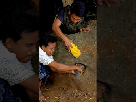 di tepuk tepuk keluar induk ayam sedang menetas#shortvideo #viralvideo #trending