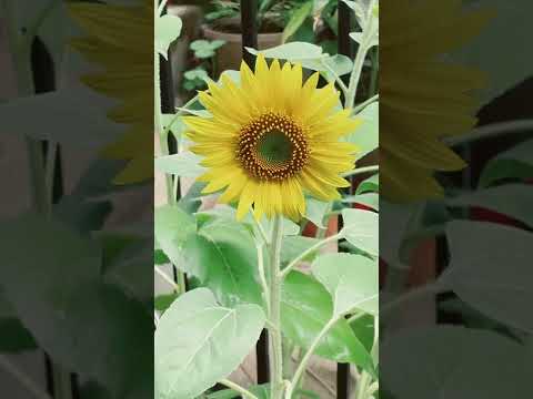, title : 'Cara menanam bunga matahari 🌱 #howtowithjessie'