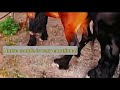 Stallion And Mare Big Horse Breeds Small Horse Animal Meeting Videos