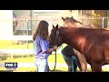Saddle Up Riding Club Hoping For Greener Pastures