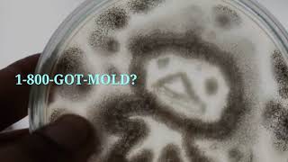1-800-GOT-MOLD?