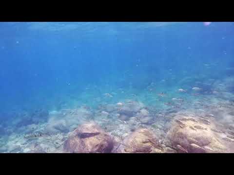 Boulengerochromis microlepis