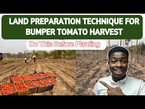 The Best Land Preparation Technique For More Harvest. Make money from Tomato Farming