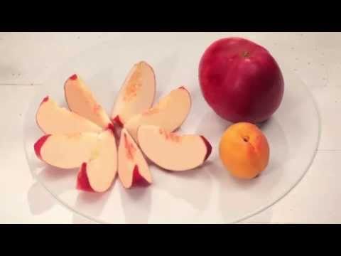 download lagu mp3 mp4 Diffrence Entre Brugnon Et Nectarine, download lagu Diffrence Entre Brugnon Et Nectarine gratis, unduh video klip Diffrence Entre Brugnon Et Nectarine