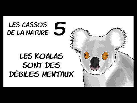 Les cassos de la nature 5 - les koalas