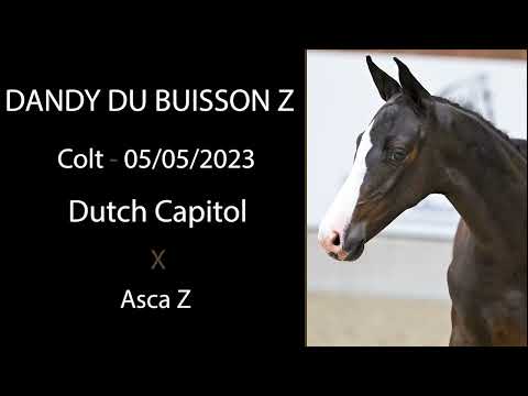Dandy du Buisson Z (Dutch Capitol x Asca Z)