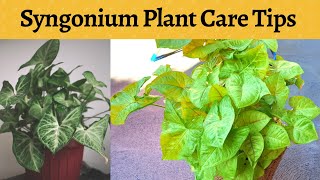 Syngonium Plant Care | Arrowhead Plant