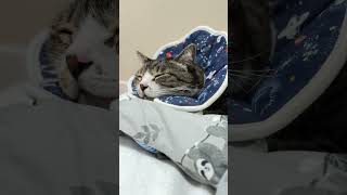 よ〜〜〜寝とる