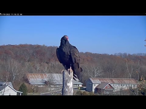 Turkey Vultures Visit NCTC Bald Eagle Nest - November 19, 2023