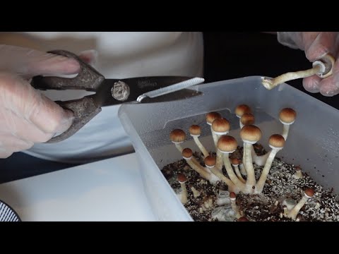 Mushroom growing: Step 7. Harvest