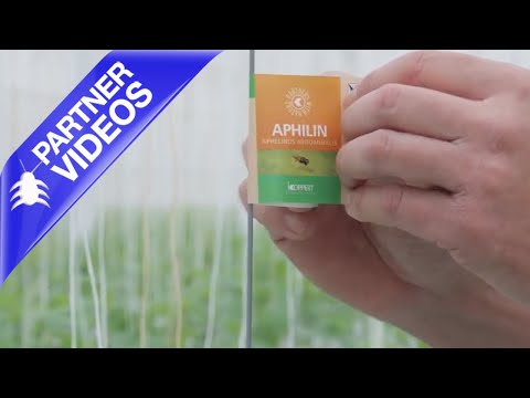  How to Use Koppert Aphilin Video 
