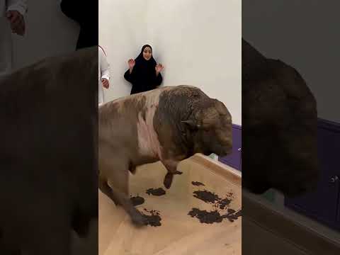 شبه خروف في دبي !🤯