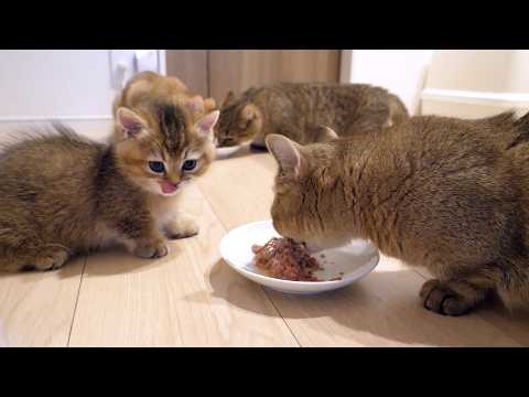 Here's a look at Charo the kitten after her siblings left...