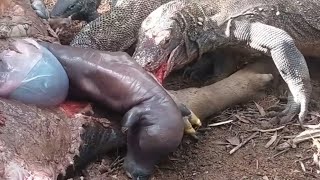 Feeding Frenzy: Komodo Dragons Feast on a Dead Buffalo