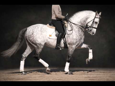 PRE Stallion at Advanced Level for Sale.