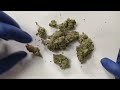 August Club THCA Review