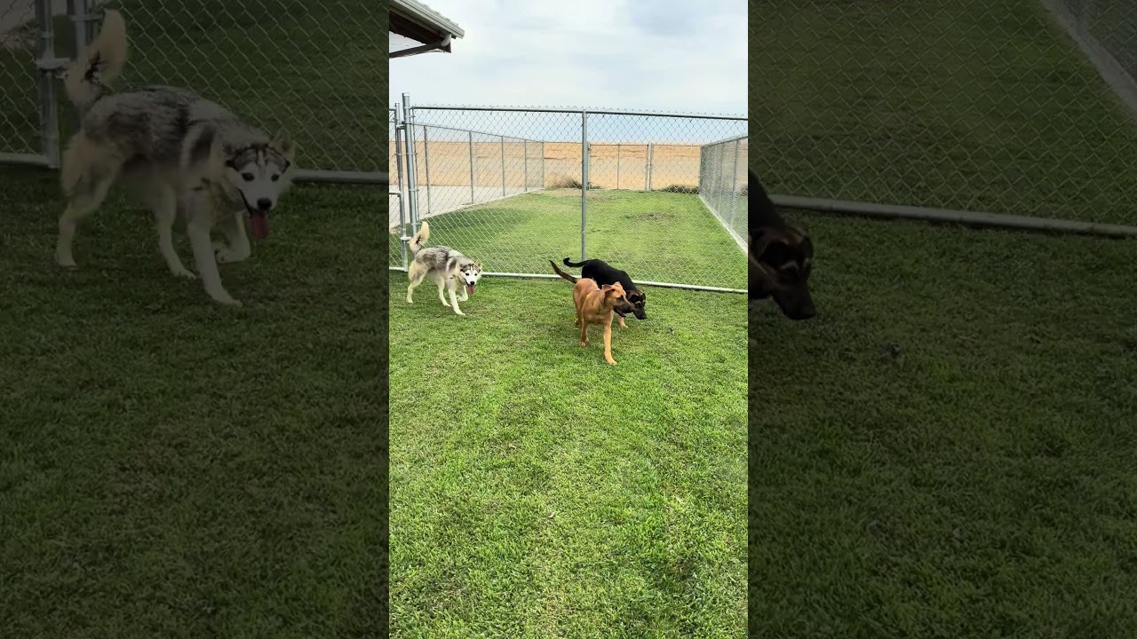Enlarge Oreo, a Adopted Border Collie in Delano, CA video 3/4