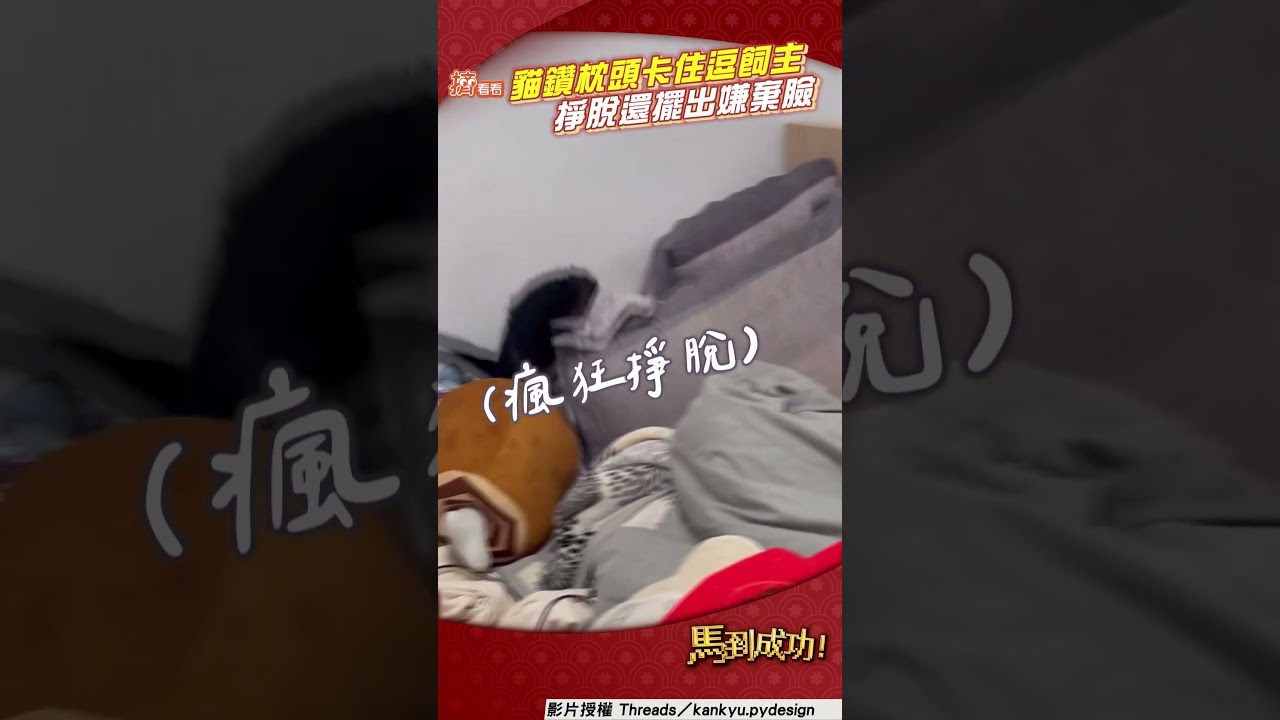 影音/頑皮貓「鑽枕頭卡住」逗笑飼主 「狼狽掙脫」擺出一臉嫌棄樣