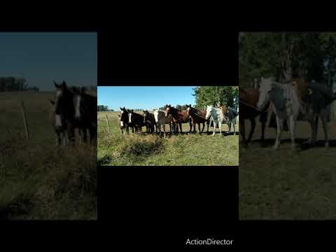 Majay Correa a Jorge Niche