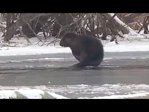 Beaver on the Mississippi River Flyway. Explore.org 17 December 2019