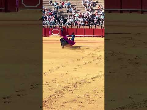 BULL FIGHTING SEVILLA. #torero #sevilla #travel #bull #spain