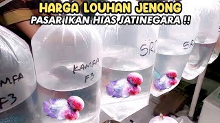 Download lagu HARGA LOUHAN JENONG‼️PASAR IKAN HIAS JATINEGARA‼️ mp3 Download lagu HARGA LOUHAN JENONG‼️PASAR IKAN HIAS JATINEGARA‼️ mp3