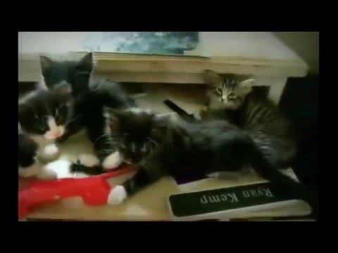 Funny Cats Don't die by laughing  19