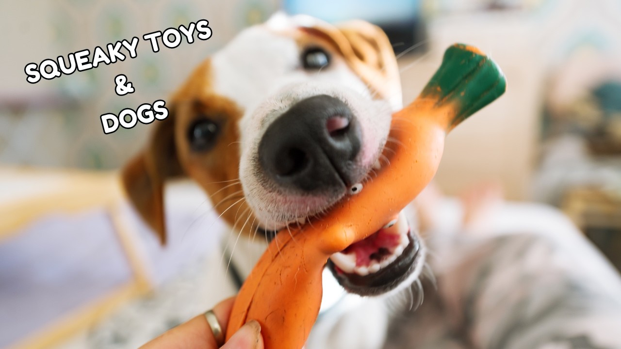 Why Dogs Love Squeaky Toys? | Fun Dog Facts
