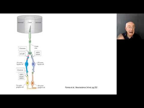 Visão aula 4 Campos receptivos ON e OFF