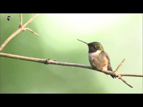 Male Ruby-throated Hummingbird