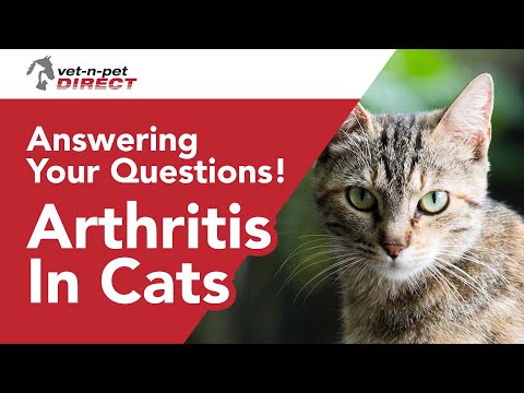 Arthritis in Cats; Common questions answered
