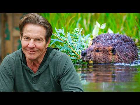 Dennis Quaid Presents: How Beavers are Saving Yellowstone