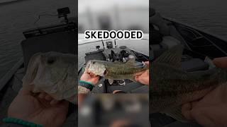 Skedooded on the first cast.
