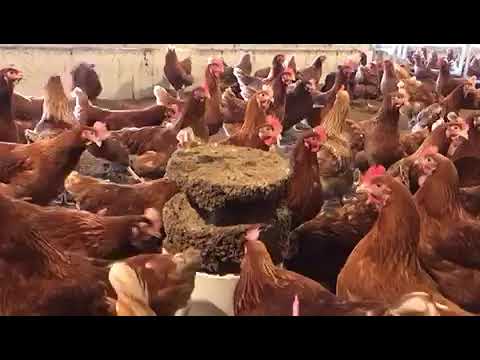 Slide 4 - Well Bird Enrichment Pecking Block 14kg  (video)