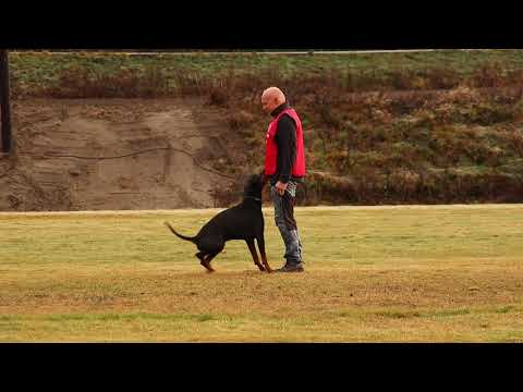 Ingar Andersen   Olex Chuck vom Landgraf   B