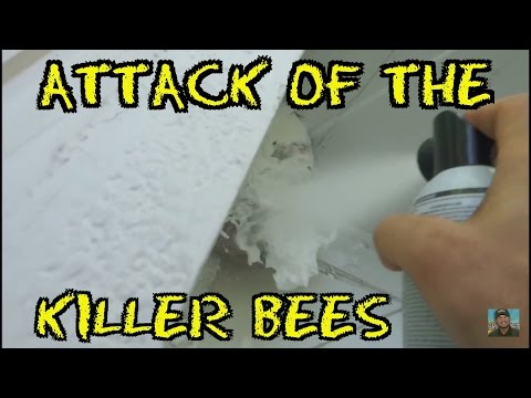 (Episode#24) Attack of the "KILLER BEES"